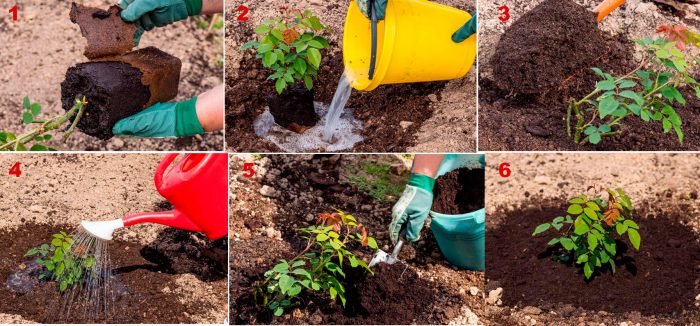 Step-by-step instructions for planting roses