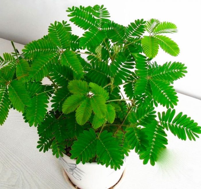 Mimosa care how to grow at home