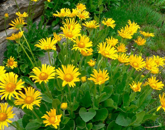 Caring for doronicum in the garden