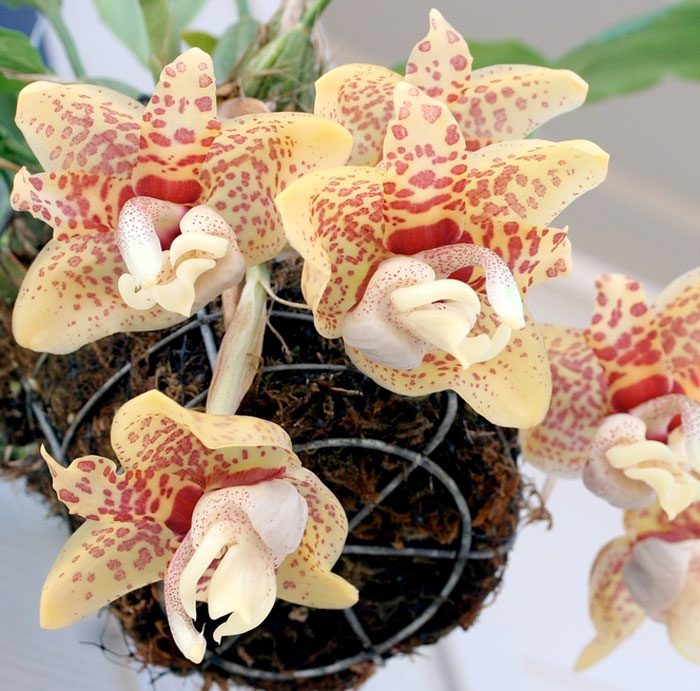 Cuidados de la orquídea Stangopeya cómo crecer en casa.