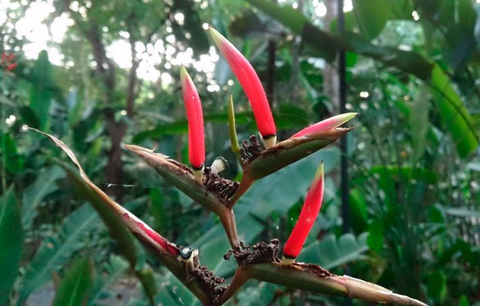 Heliconia care how to grow at home