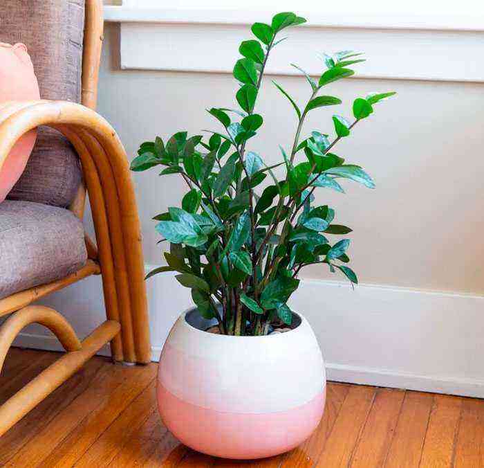 Zamia care how to grow at home