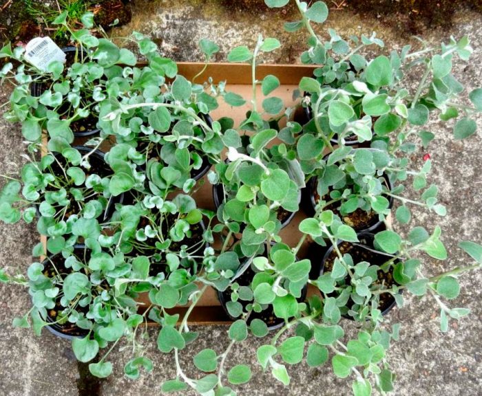 Planting dichondra in open ground
