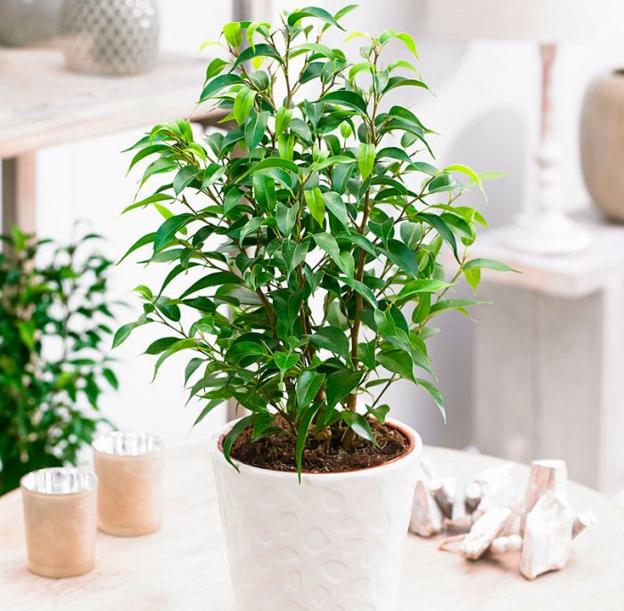 Ficus Benjamin care how to grow at home