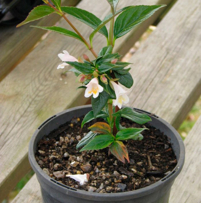 Abelia care how to grow at home