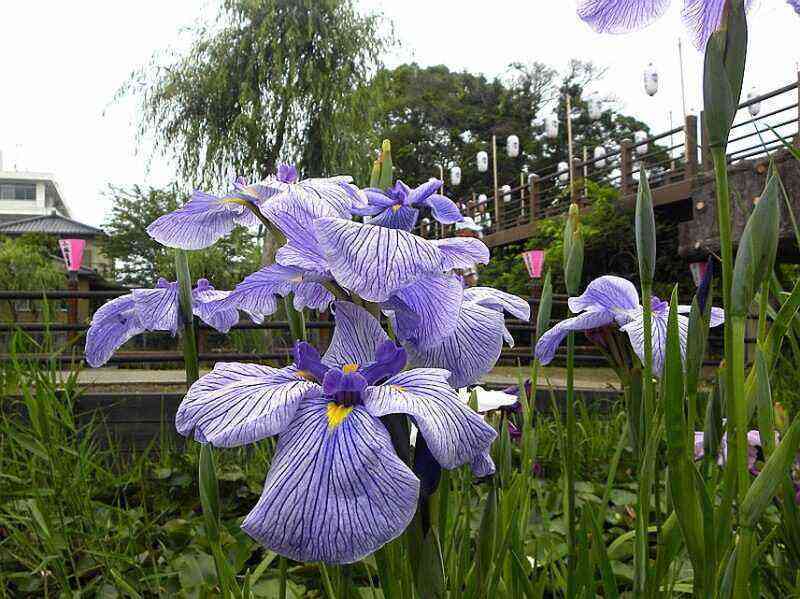 5 Japanese plants that take root well in Central Russia