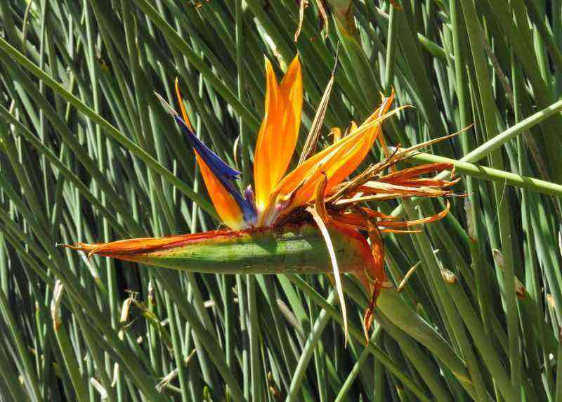 5 varieties of strelitzia - a plant that looks like a bird of paradise