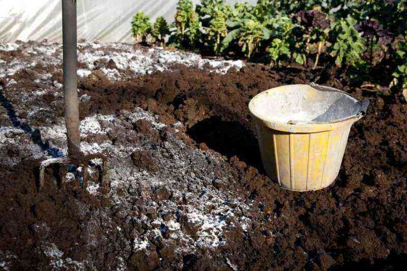 Liming the soil in the garden: why, when and how is it necessary to do it?