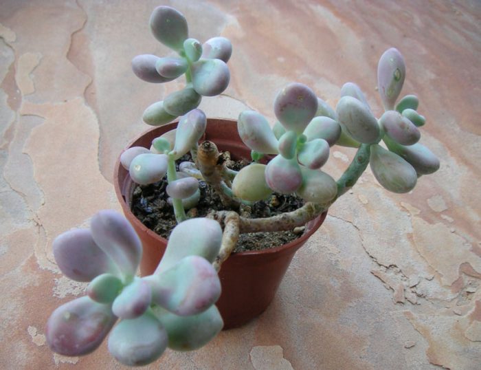 Pachyphytum care how to grow at home