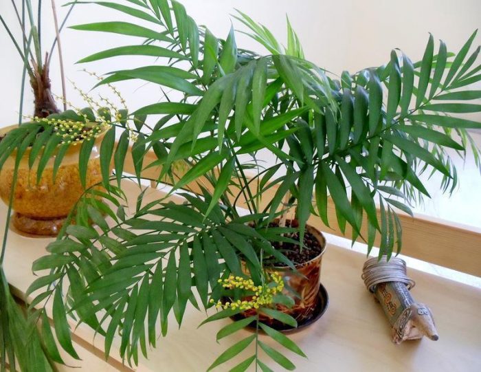 palmera nana