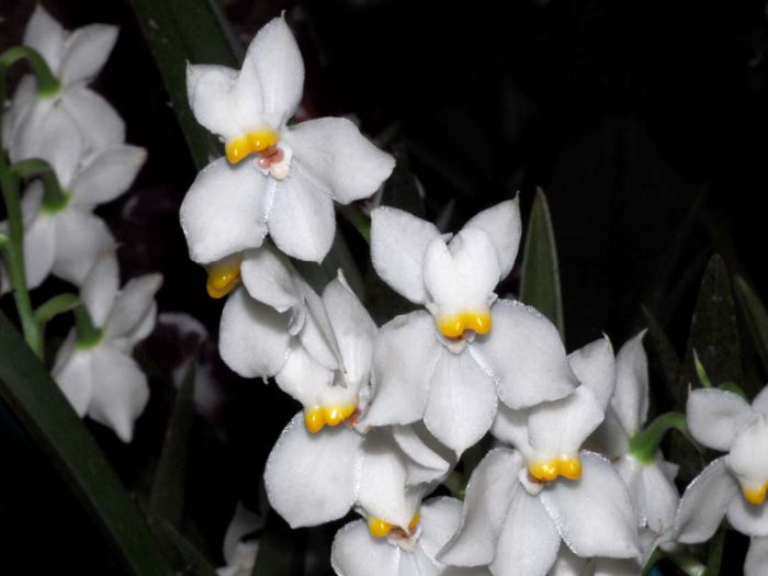 Orchid odontoglossum care how to grow at home