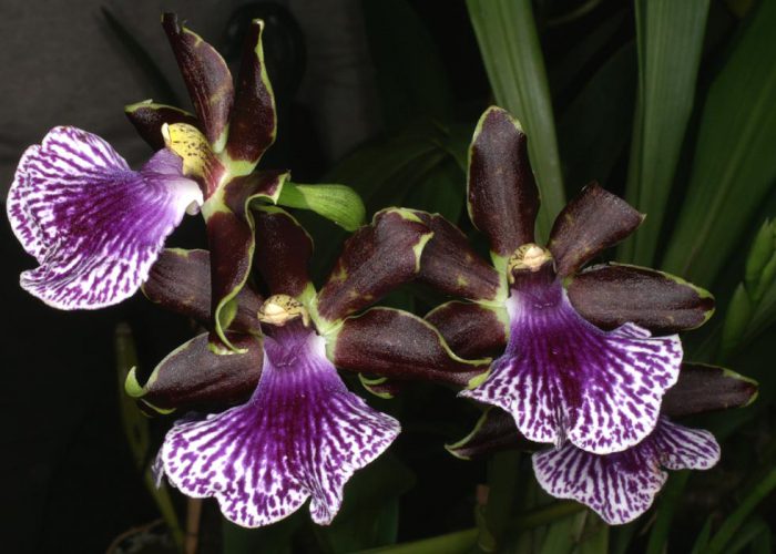 Zygopetalum orchid care how to grow at home