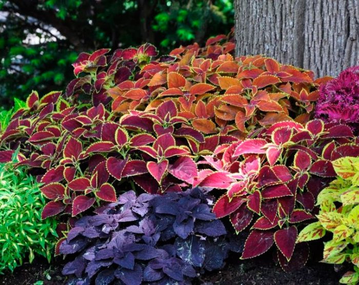 Caring for Coleus in the garden