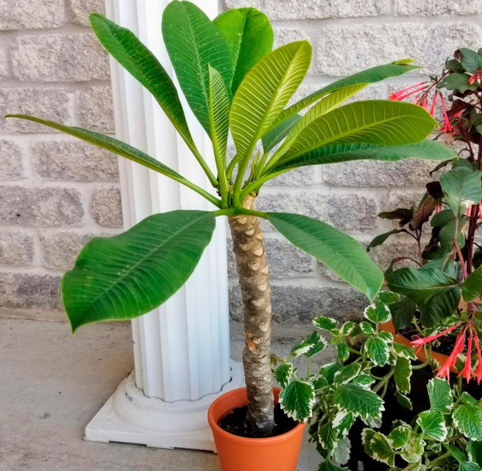 Plumeria care how to grow at home