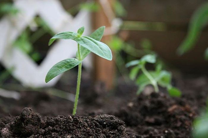 Plantar zinnia en campo abierto.