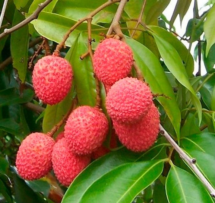 Types and varieties of lychee