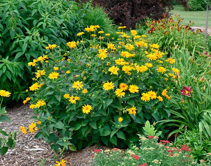 Planting heliopsis in open ground