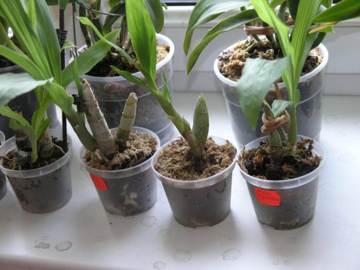 Cuidado de la orquídea catasetum cómo crecer en casa.
