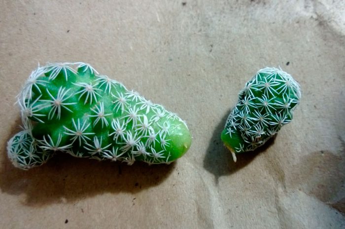 Reproducción de cactus.