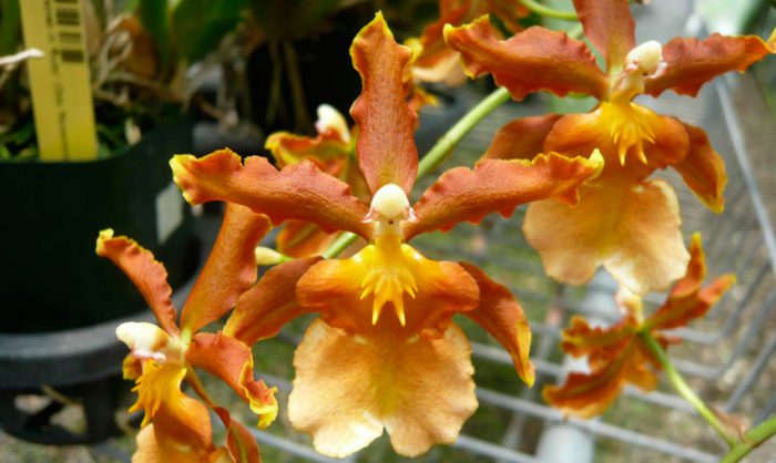Cambria orchid care how to grow at home