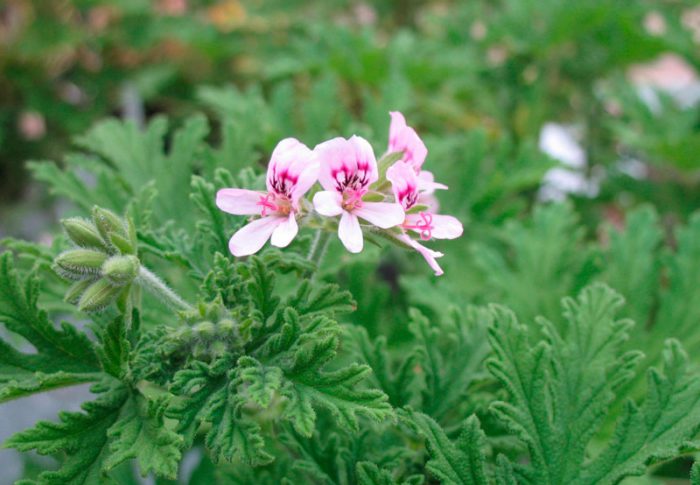 Pelargonium pink (Pelargonium radens)