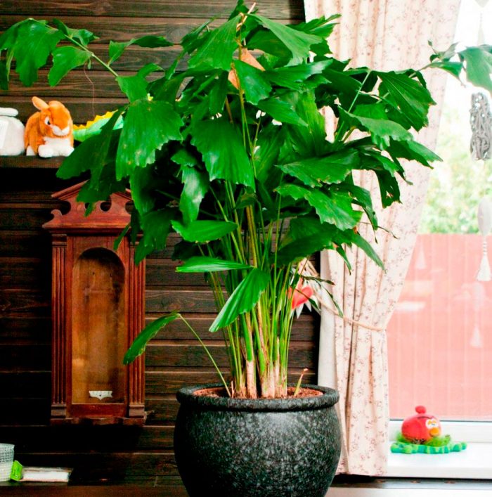 Cariota palm care how to grow at home