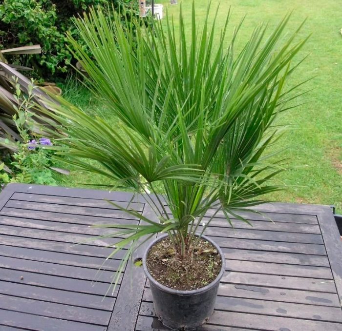 Hamerops (fan palm) care how to grow at home