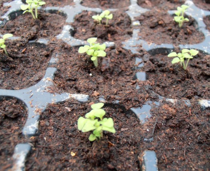 Cultivo de bacopa a partir de semillas.