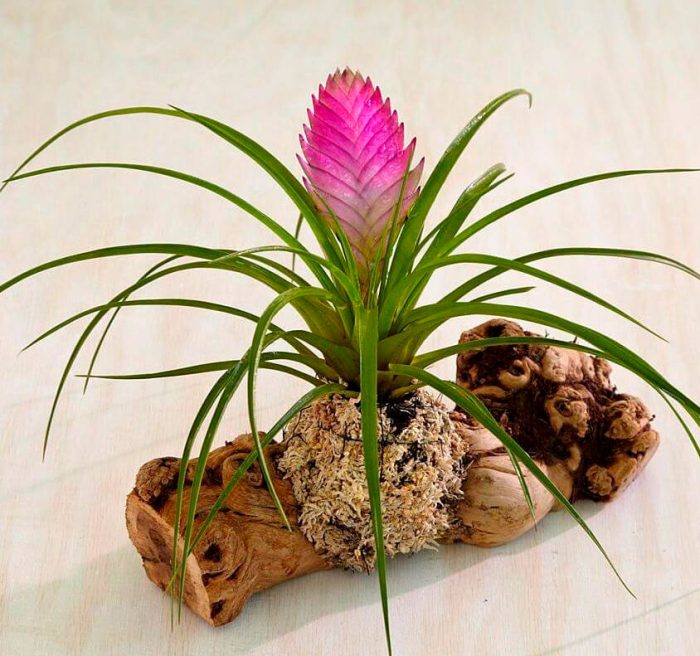 Tillandsia care how to grow at home