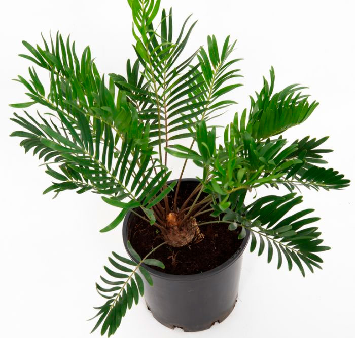 Zamia care how to grow at home
