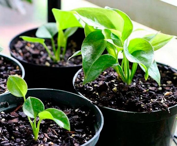 Anthurium care how to grow at home