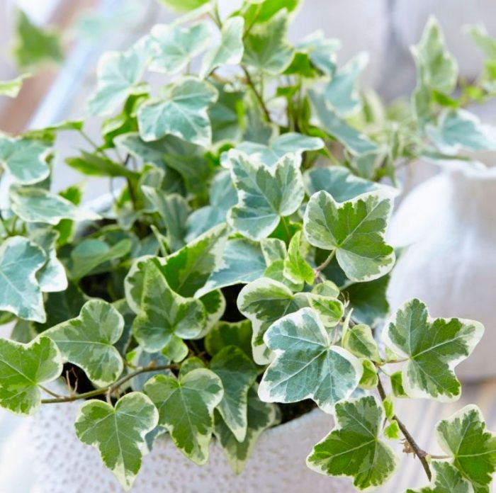 Hedera (Indoor ivy) care how to grow at home