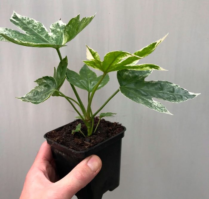 Fatsia Japanese care how to grow at home