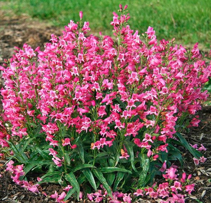 Penstemon planting and care, cultivation