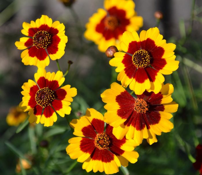 Coreopsis care in the garden