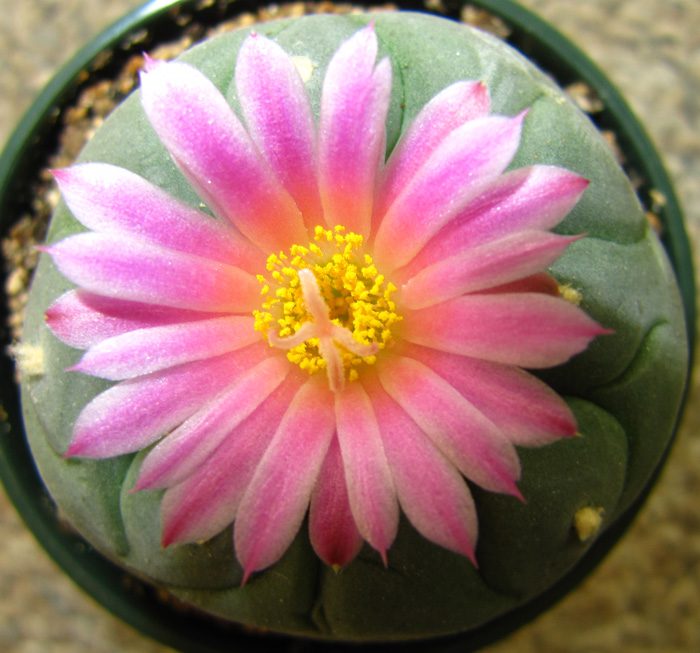 cactus lofóforo