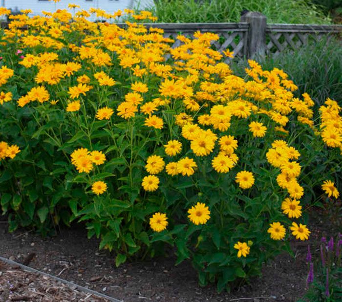 Caring for heliopsis in the garden