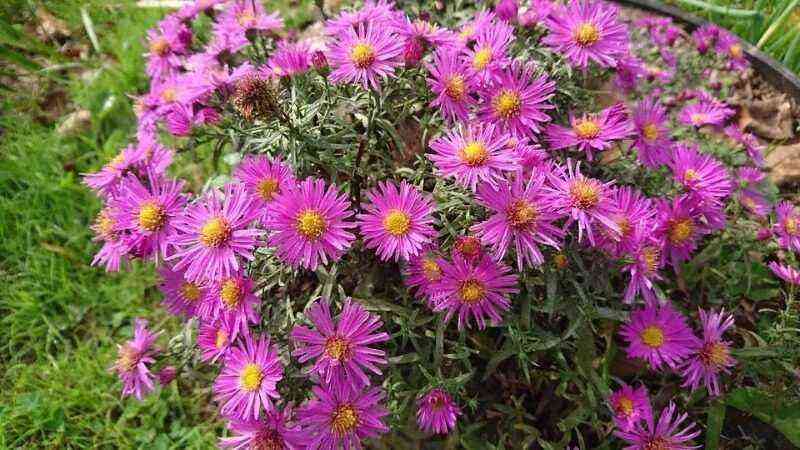 7 hardy perennials that are quite rare in gardens