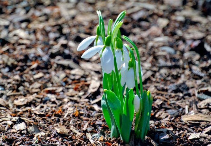 Snowdrop pests and diseases