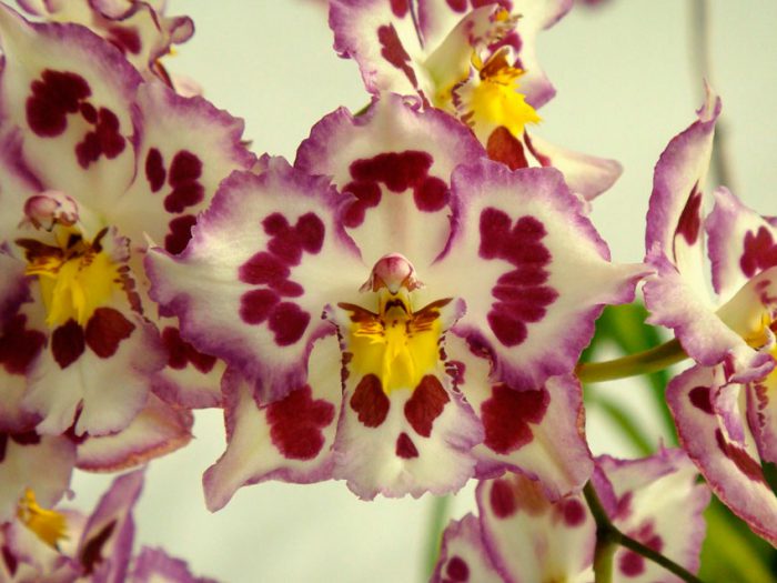 Cambria-Orchideenpflege, wie man zu Hause wächst