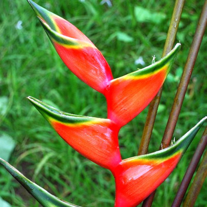Heliconia care how to grow at home