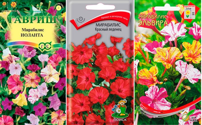 Mirabilis planting and care, cultivation