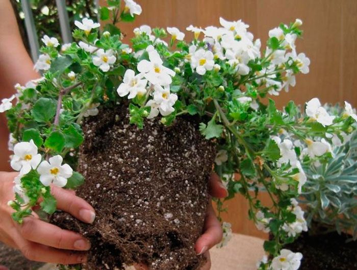 Planting bacopa in open ground