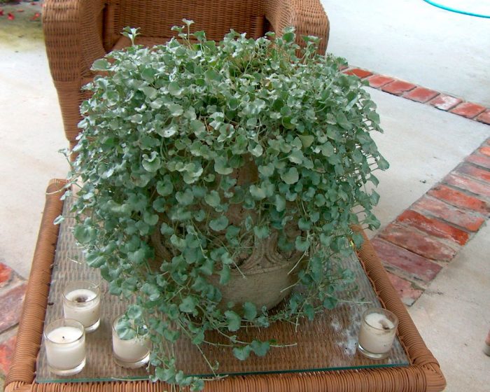 Dichondra planting and care, cultivation