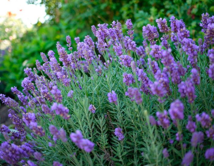 Caring for lavender in the garden