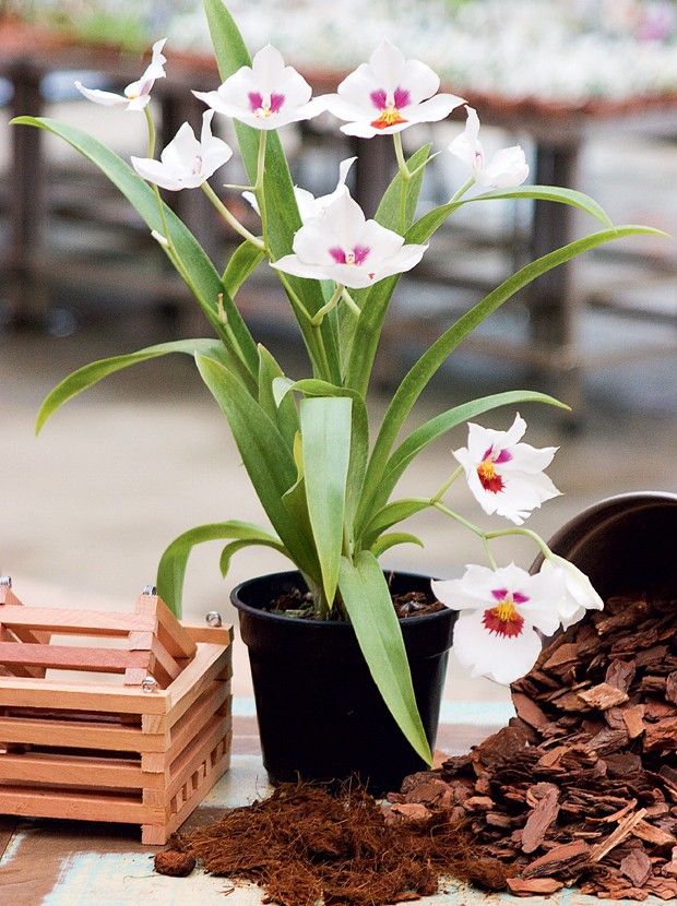 Miltonia orchid care how to grow at home