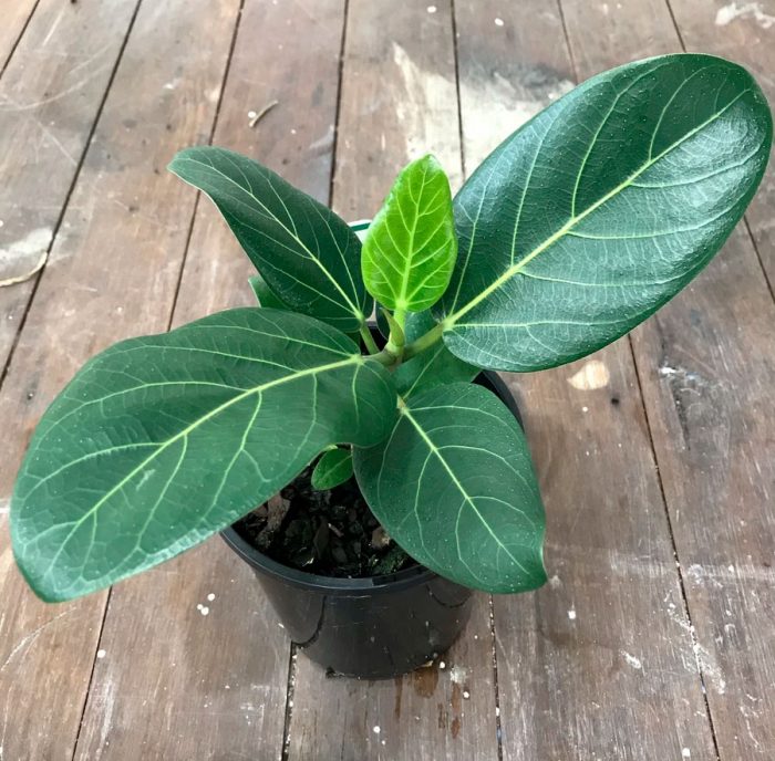 Ficus bengal care how to grow at home