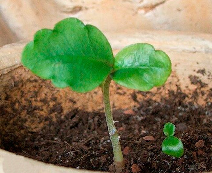 Cómo crecer a partir de semillas.
