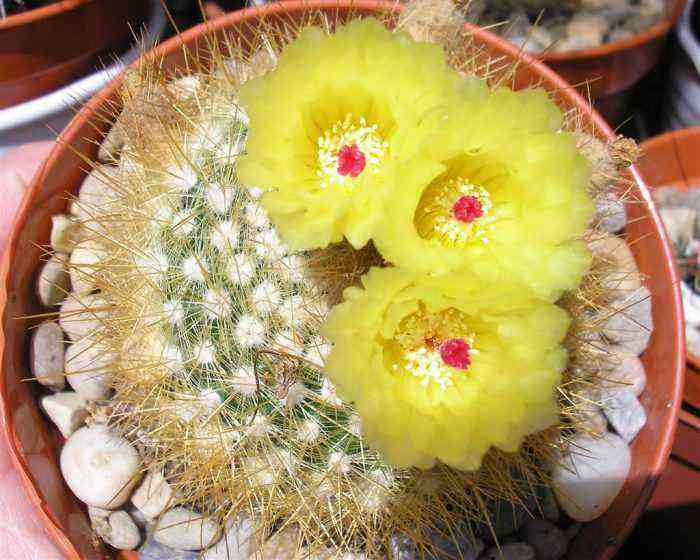 Notocactus care how to grow at home