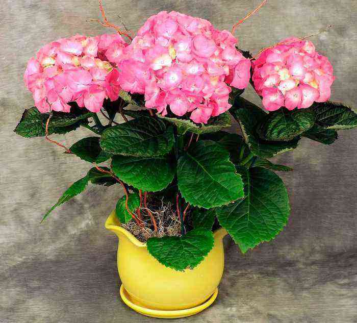 Indoor hydrangea care how to grow at home